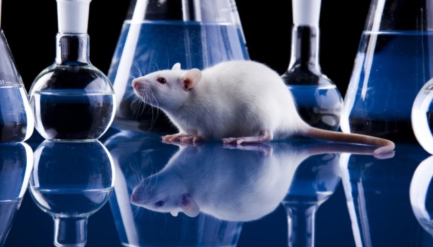 Ученые добились снижения симптомов диабета у мышей