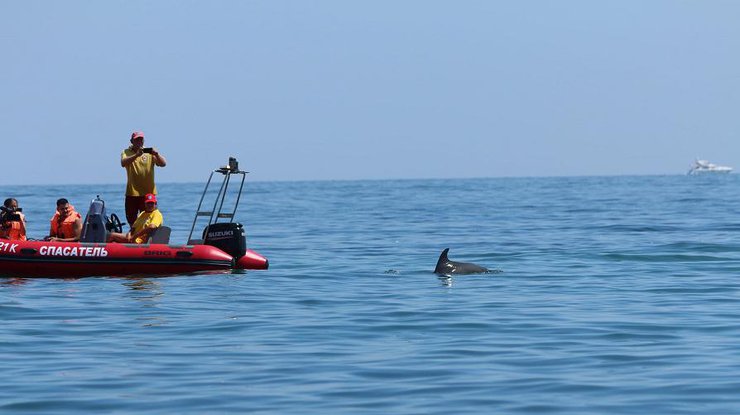 У Чорному морі зафіксована аномальна смертність дельфінів