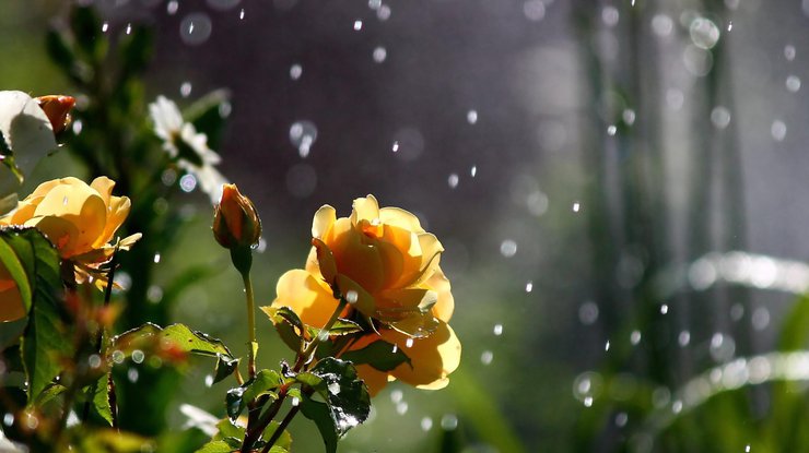 Дощі, грози і град: прогноз погоди в Україні на 11 липня