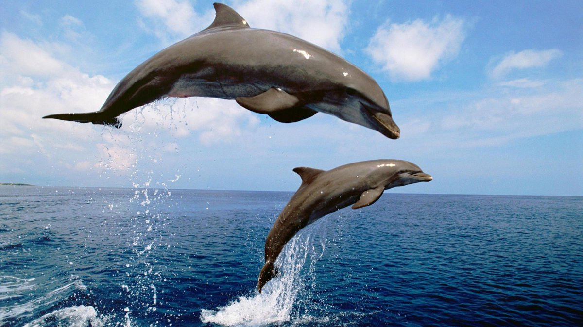 ВМС США установили камеры на дельфинов и были поражены результатами съемок