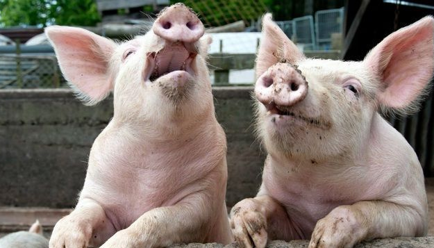Революционный эксперимент: ученые «оживили» клетки мертвых свиней