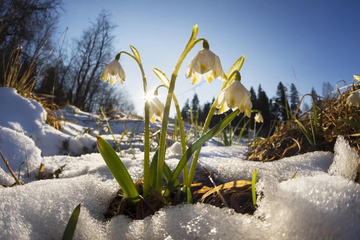 Когда в Украину придет метеорологическая весна и что это такое - прогноз синоптика