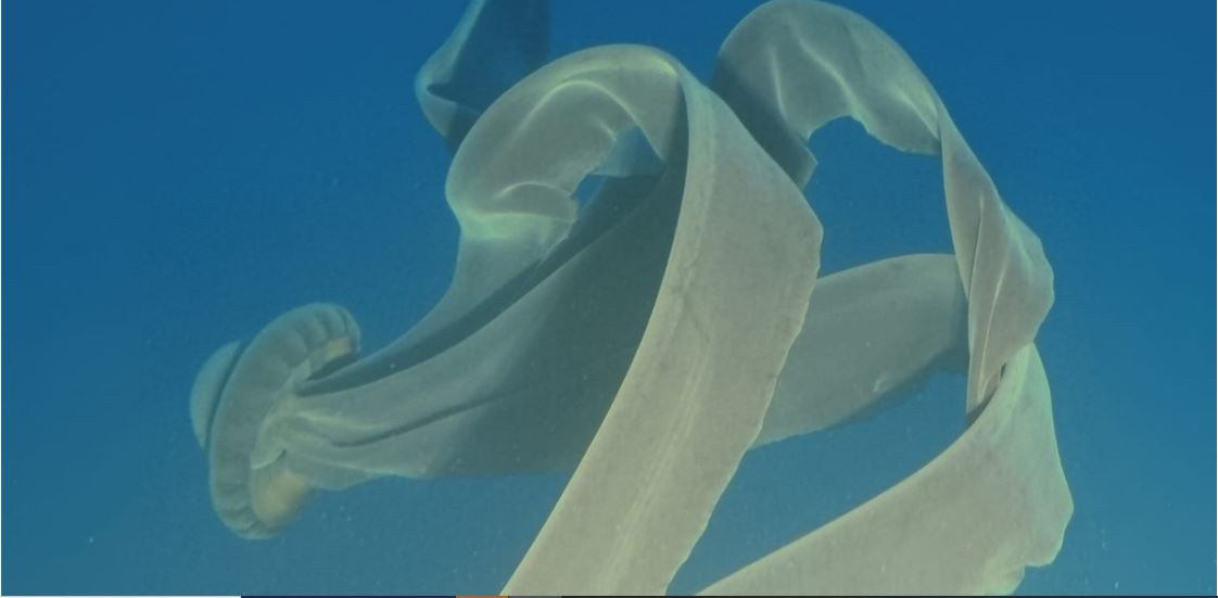 ​У берегов Антарктиды удалось заснять сразу трех редких гигантских медуз-фантомов 
