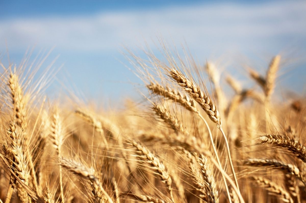 Египет наказал Россию за манипуляции с ценой на пшеницу 