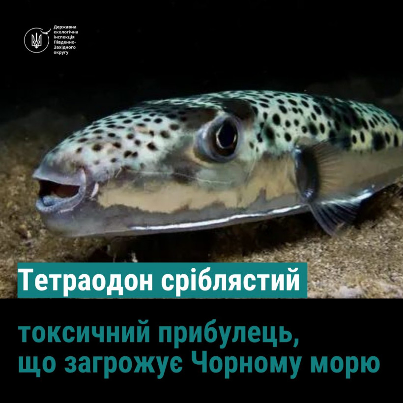 У Чорному морі завелася смертельно отруйна риба